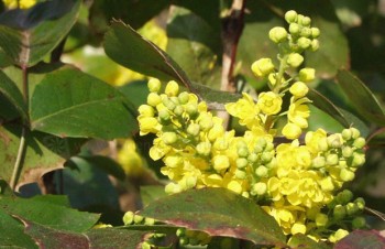 Thumbnail Mahonia aquifolium – Gewöhnliche Mahonie