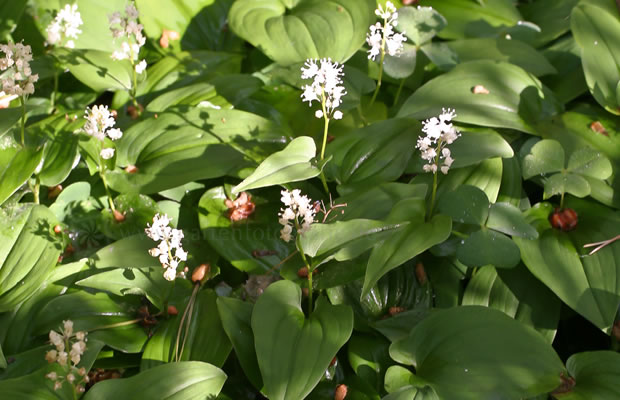 Bild von Maianthemum bifolium – Zweiblättrige Schattenblume, Zweiblatt, Schattenblümchen