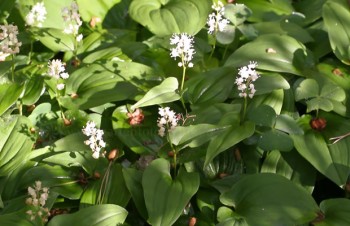 Thumbnail Maianthemum bifolium – Zweiblättrige Schattenblume