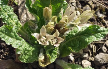 Thumbnail Mandragora officinarum – Frühjahrsblühende Alraune