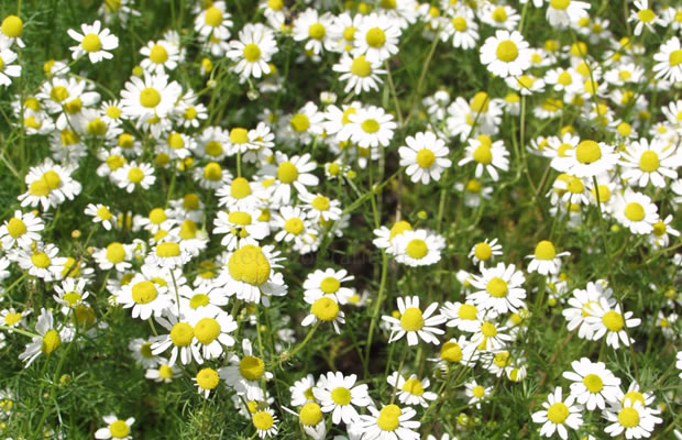 Bild von Matricaria recutita – Echte Kamille