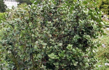 Thumbnail Maurocenia frangularia – Hottentotten-Kirsche