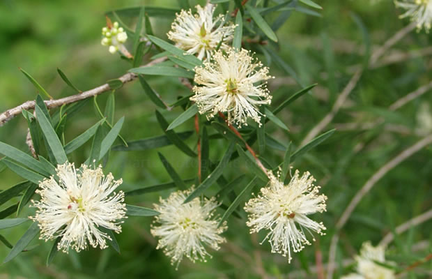Bild von Melaleuca alternifolia – Australischer Teebaum