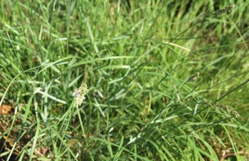 Thumbnail Melica ciliata – Wimper-Perlgras