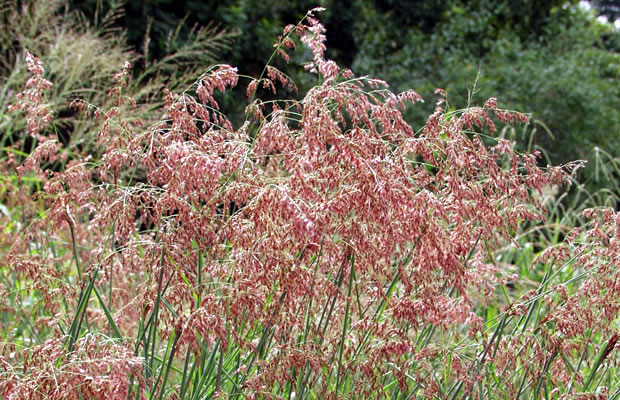 Bild von Melinis repens – Rubingras