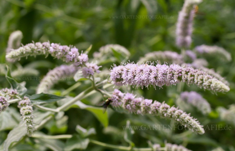 Bild von Mentha longifolia – Buddleja-Minze, Sommerflieder-Minze