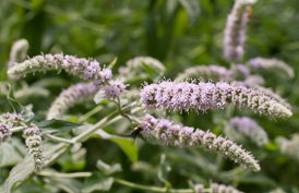 Thumbnail Mentha longifolia – Buddleja-Minze, Sommerflieder-Minze
