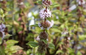 Thumbnail Mentha species – Lavendel-Minze