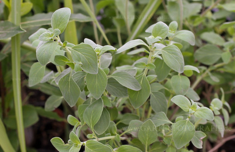 Bild von Micromeria fruticosa – Arabisches Bergkraut, Arabische Felsenlippe, Bergkraut