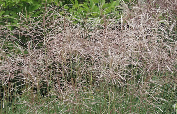 Bild von Miscanthus sinensis ‚Graziella‘ – Feinhalm-China-Schilf, Stielblütengras, Eulalia-Gras