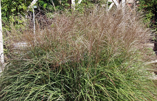Bild von Miscanthus sinensis ‚Silberfeder‘ – China-Schilf, Stielblütengras, Eulalia-Gras