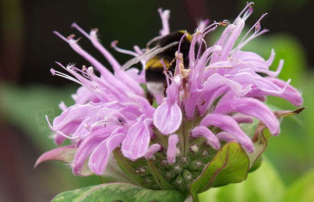 Bild von Monarda fistulosa ‚Croftway Pink‘ – Indianernessel, Goldmelisse, Bergamotte