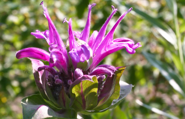 Bild von Monarda fistulosa x tetraploid – Rosen-Melisse, Rosen-Monarde