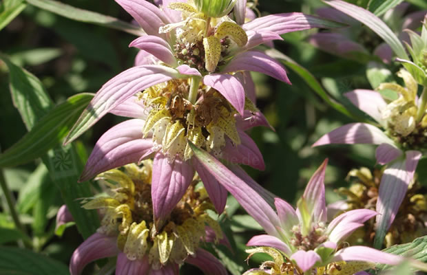 Bild von Monarda punctata – Gelbe Indianernessel, Goldmelisse, Oswegotee, Indianernessel