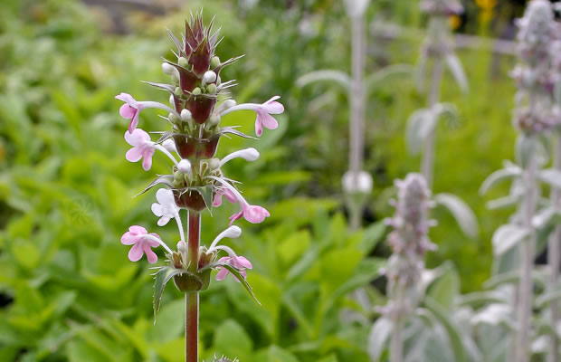 Bild von Morina persica – Persische Steppendistel