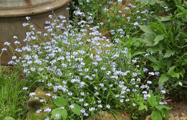 Bild von Myosotis sylvatica – Wald-Vergissmeinnicht