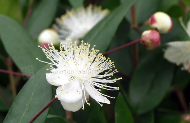 Bild von Myrtus communis – Brautmyrte, Gemeine Myrte