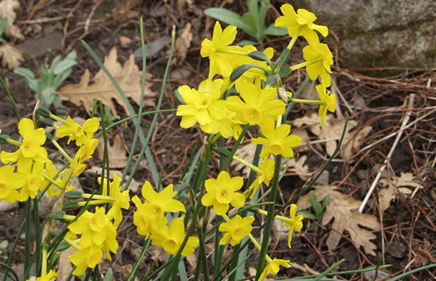 Bild von Narcissus assoanus – Narzisse, Osterglocke