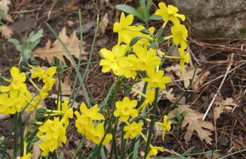 Thumbnail Narcissus assoanus – Narzisse