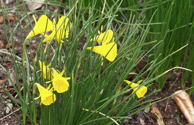 Bild von Narcissus bulbocodium – Botanische Narzisse, Wildnarzisse
