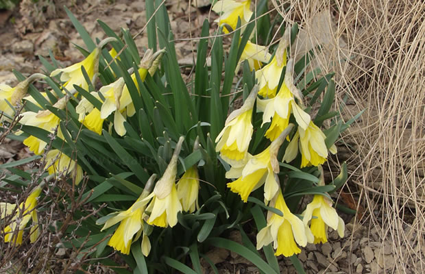 Bild von Narcissus pseudonarcissus – Trompetennarzisse, Wildnarzisse, Osterglocke