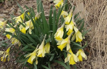 Thumbnail Narcissus pseudonarcissus – Trompetennarzisse