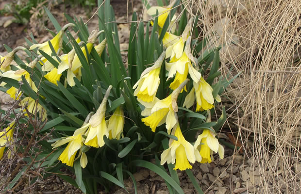 Bild von Narcissus pseudonarcissus ssp. pseudonarcissus – Trompetennarzisse, Wildnarzisse, Osterglocke