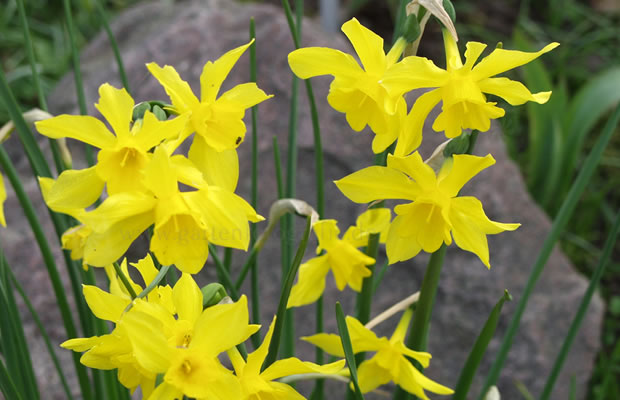 Bild von Narcissus x odorus – Großblumige Narzisse