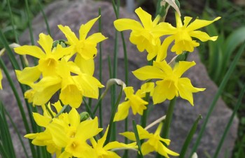 Thumbnail Narcissus x odorus – Großblumige Narzisse