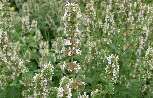 Bild von Nepeta cataria – Echte Katzenminze