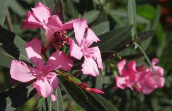 Thumbnail Nerium oleander – Oleander