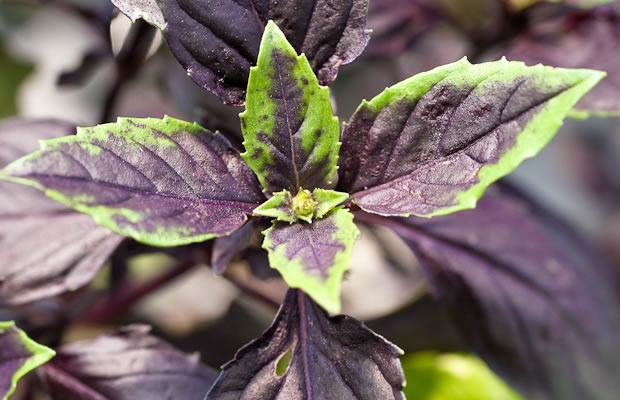 Bild von Ocimum basilicum ‚Purple Delight‘ – Purpurgrünes Basilikum, Purpurbasilikum