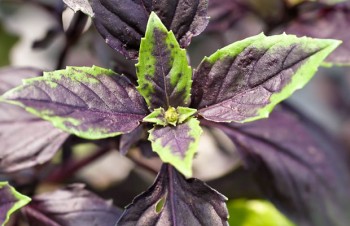 Thumbnail Ocimum basilicum ‚Purple Delight‘ – Purpurgrünes Basilikum