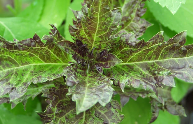 Bild von Ocimum basilicum var. purpurascens ‚Purple Ruffles‘ – Rotes Basilikum, Purpur-Basilikum