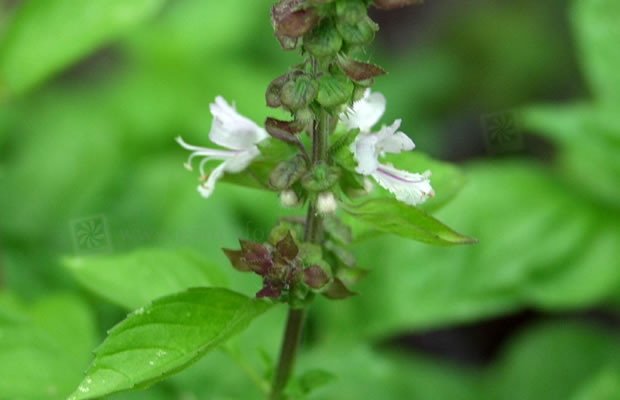 Bild von Ocimum kilimandscharicum – Kampfer-Basilikum