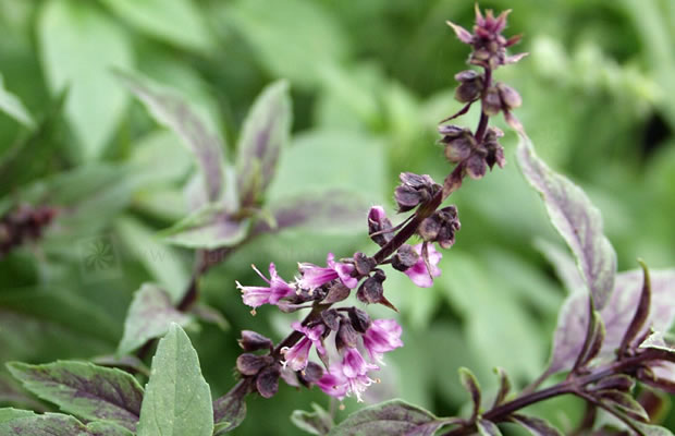 Bild von Ocimum basilicum ‚New Guinea‘ – Basilikum