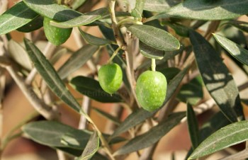 Thumbnail Olea europaea – Echte Olive