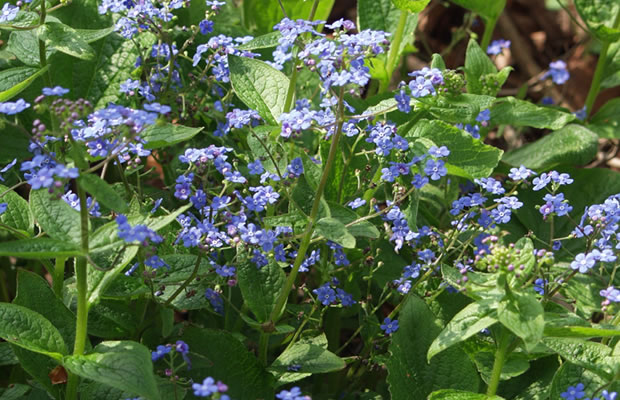 Bild von Omphalodes verna – Blaues Gedenkgemein, Frühlings-Nabelnüsschen, Großblüten-Nabelnüsschen