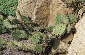 Thumbnail Opuntia polyacantha – Feigenopuntie