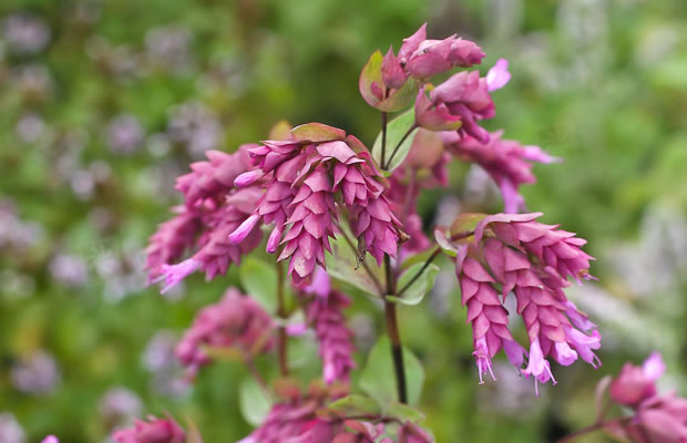 Bild von Origanum ‚Bristol Cross‘ – Blumen-Oregano