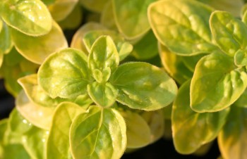 Thumbnail Origanum vulgare ‚Aureum Green‘ – Gelbgrüner Dost