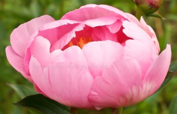 Thumbnail Paeonia lactiflora ‚Pink Parasol Surprise‘ – Chinesische Pfingstrose