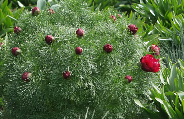 Bild von Paeonia tenuifolia ‚Plena‘ – Netzblatt-Pfingstrose, Schmalblättrige Päonie, Dillpfingstrose, Feinblättrige Pfingstrose