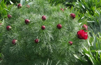 Thumbnail Paeonia tenuifolia ‚Plena‘ – Netzblatt-Pfingstrose