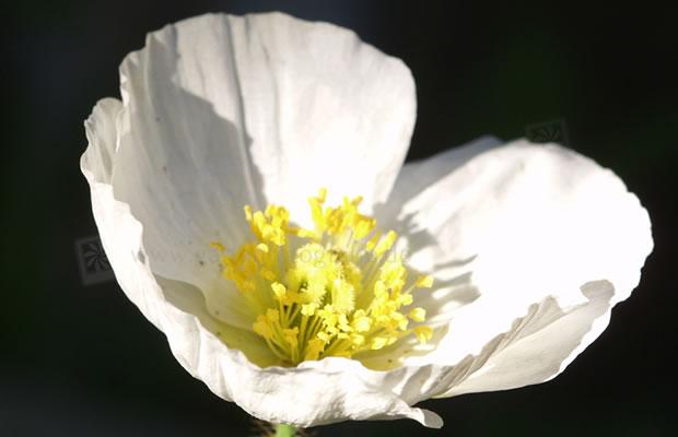 Bild von Papaver nudicaule – Islandmohn, Isländischer Mohn