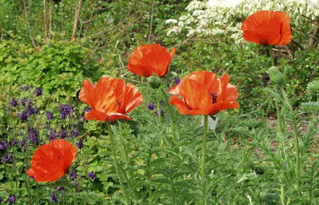 Bild von Papaver orientale – Türkischer Mohn, Türken-Mohn, Orientalischer Mohn