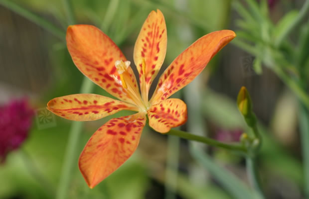 Bild von Iris x norisii – Leopardenblume
