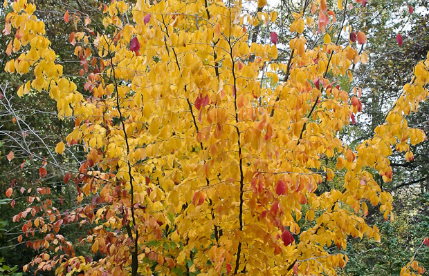 Parrotia persica Eisenholzbaum › PflanzenReich