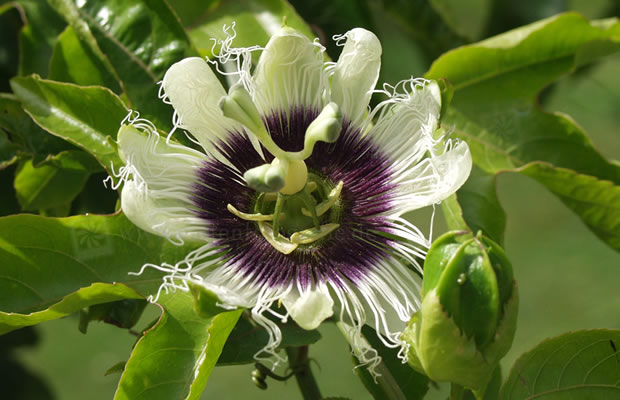 Bild von Passiflora ‚Kaiserin Eugenie‘ – Passionsblume
