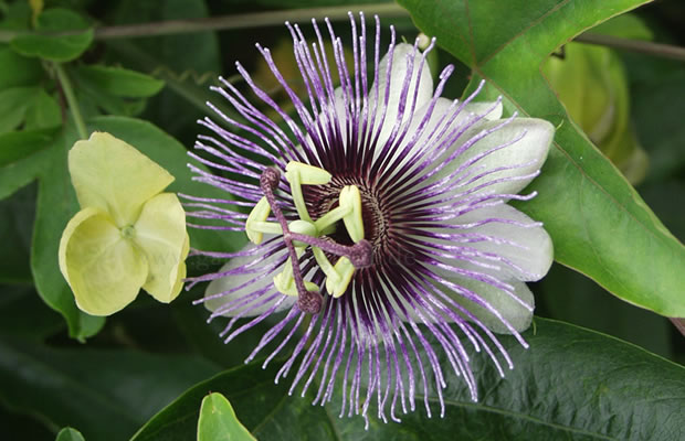 Bild von Passiflora ‚Shirley‘ – Passionsblume